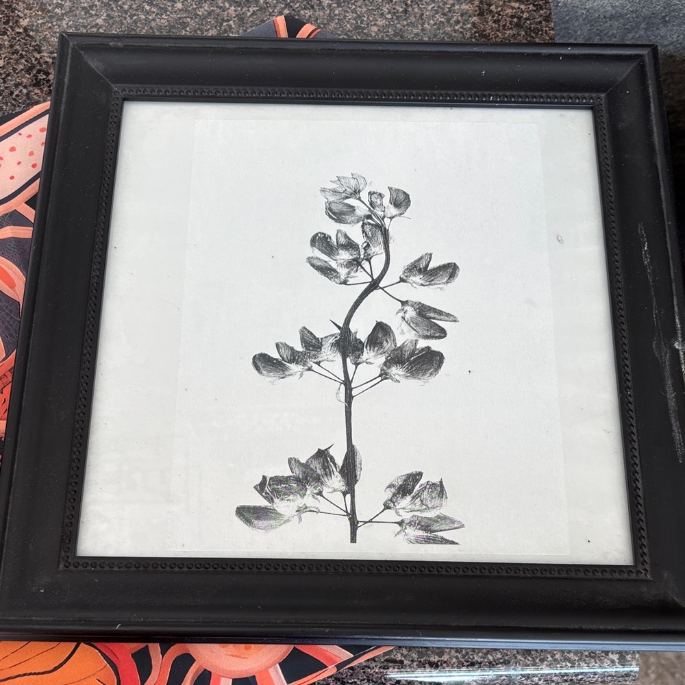 Black Framed Botanical Print
